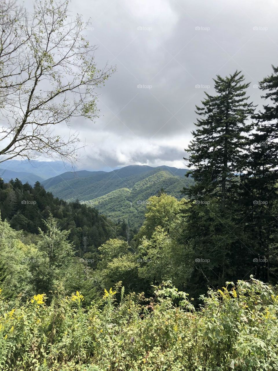 Beautiful view looking out over Great Smoky Mountains. 