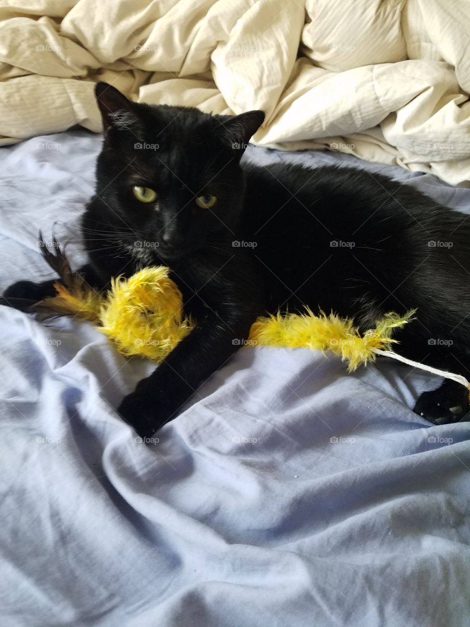 Sabrina guarding her stick toy