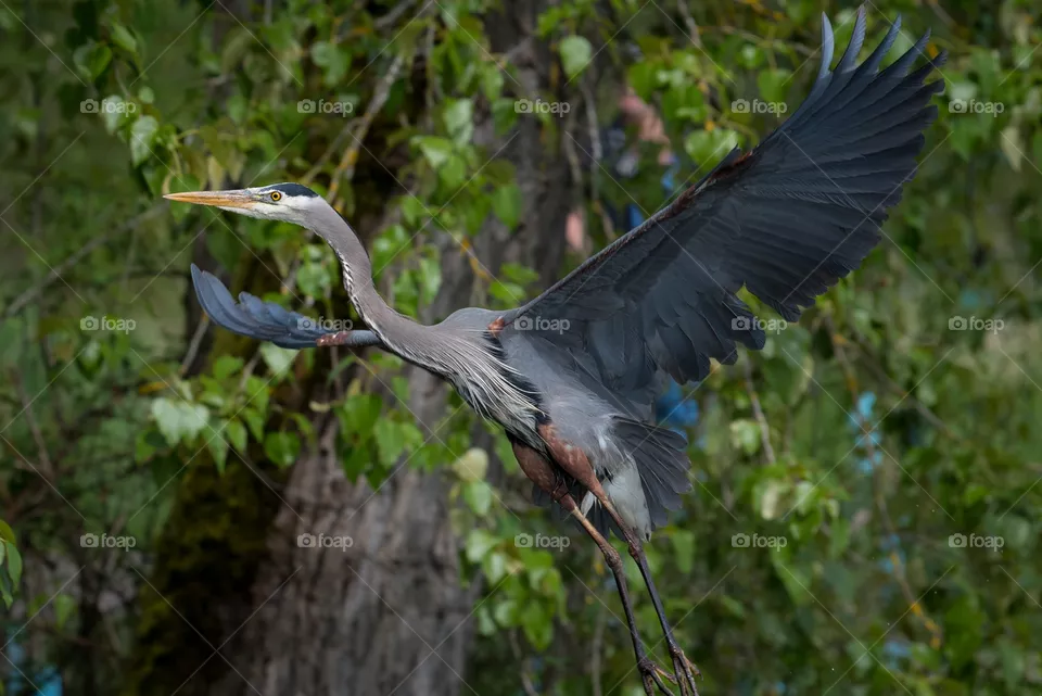 Flight 