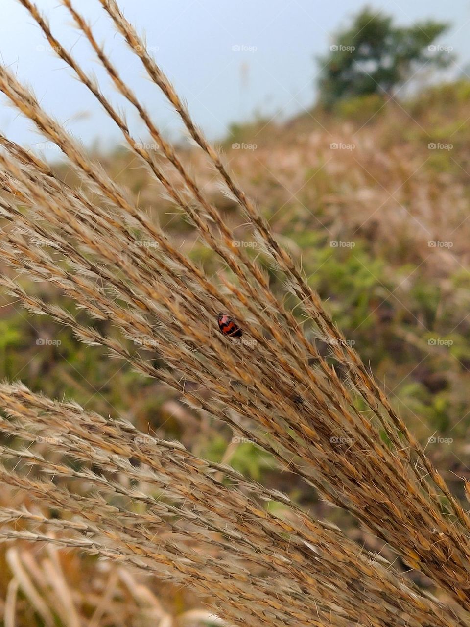 Beetle and Silvergrass