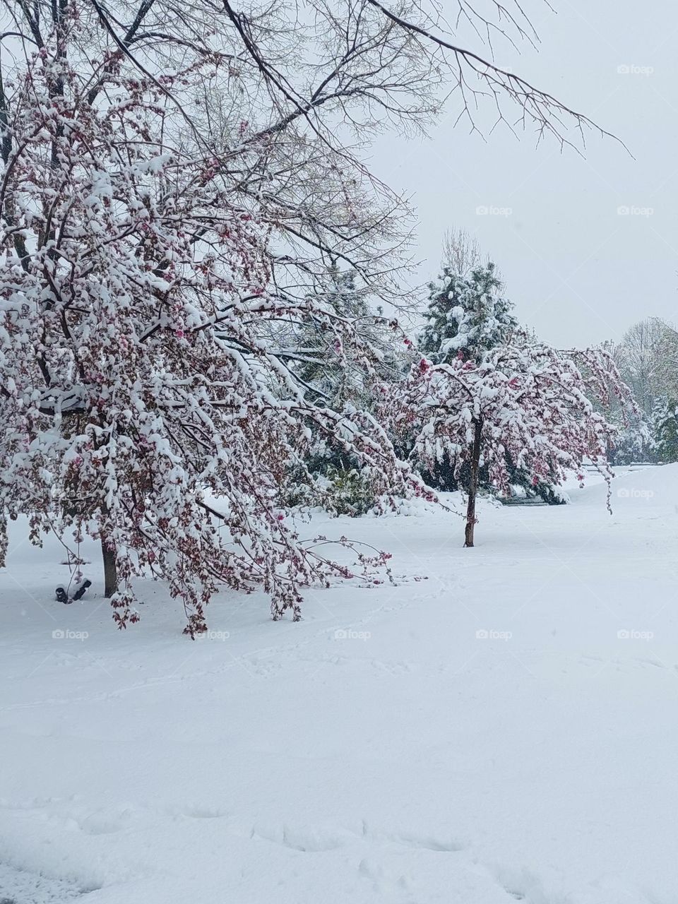 Japanese cherry blossom covered with April snow in public park