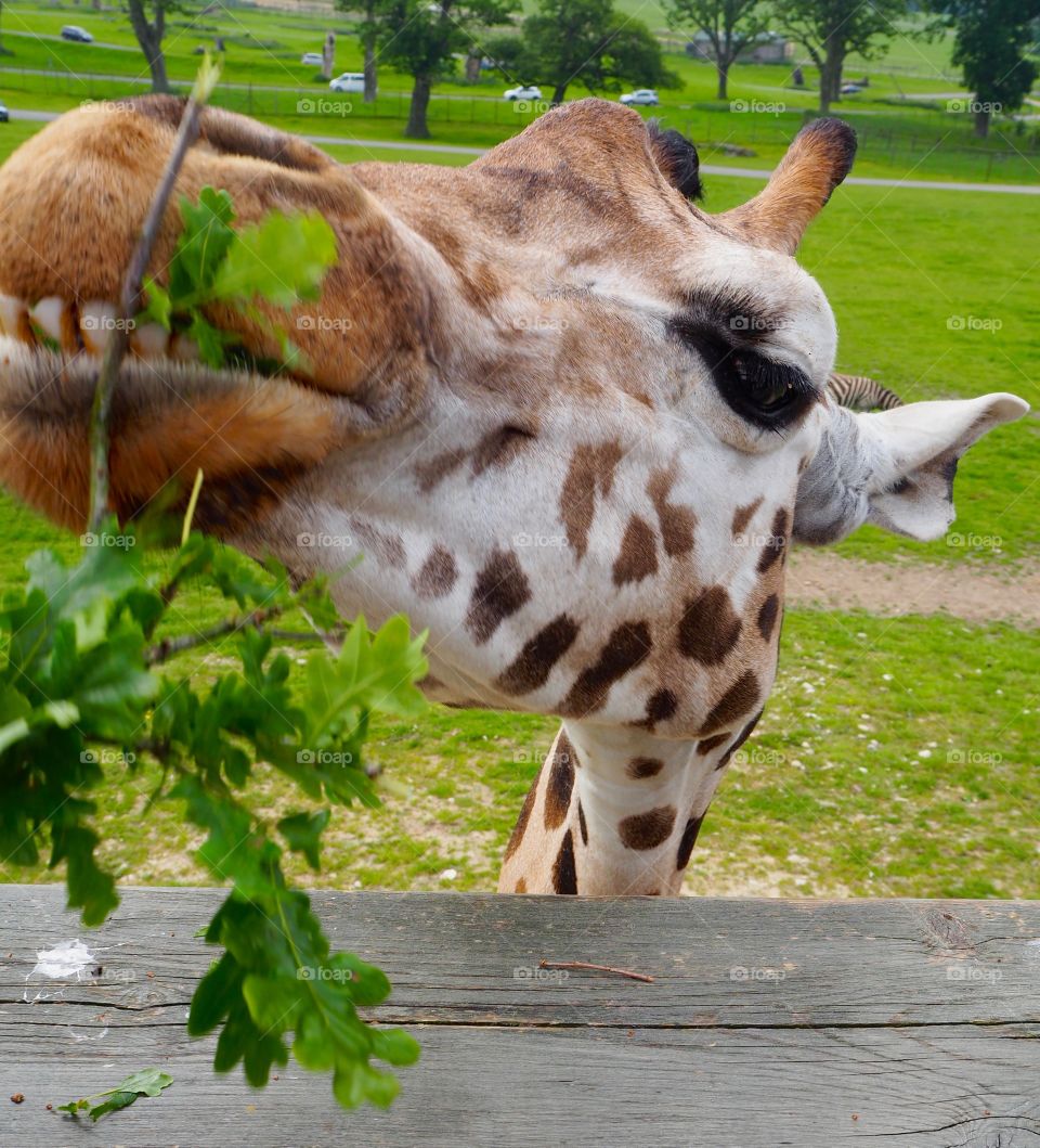 Giraffe being hand fed twigs and leaves