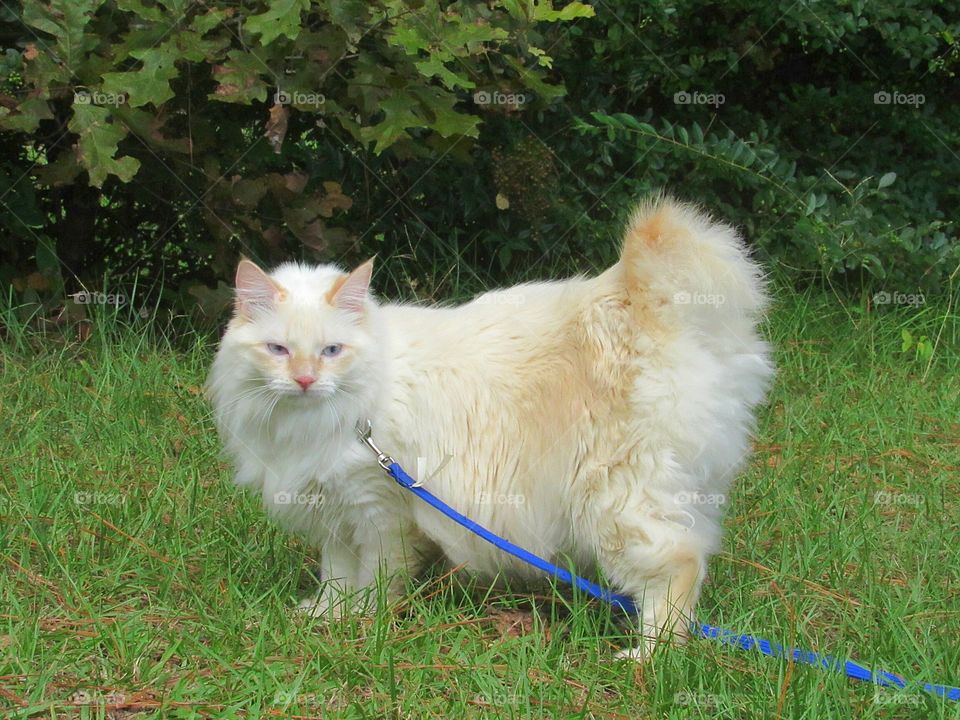 white fluffy American bobtail cat outdoors