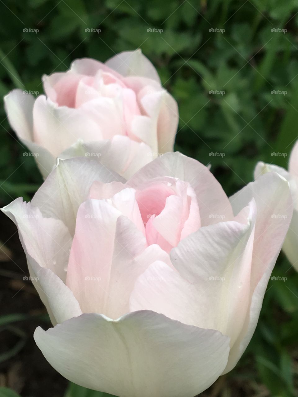 White & blush pink tulips 