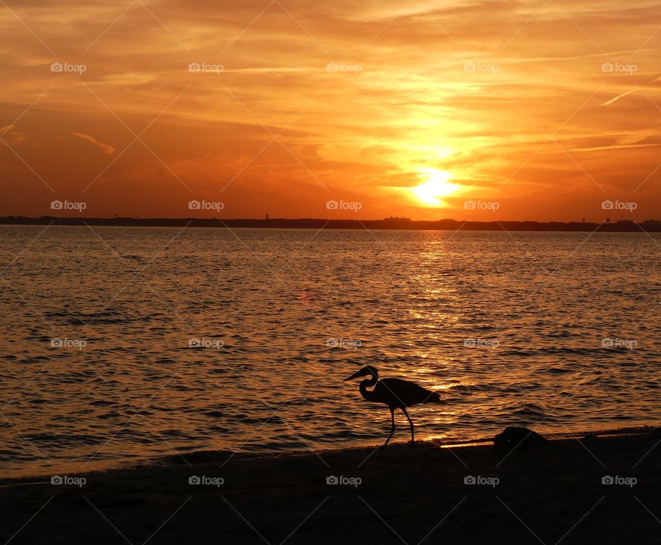 A Great Blue Heron  struts his stuff along the sandy beach of the Gulf of Mexico 