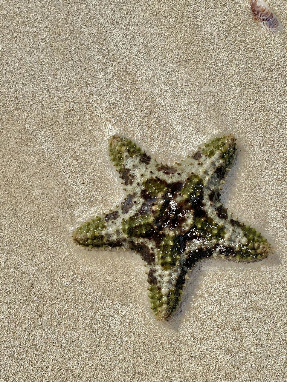 A large starfish on a beach