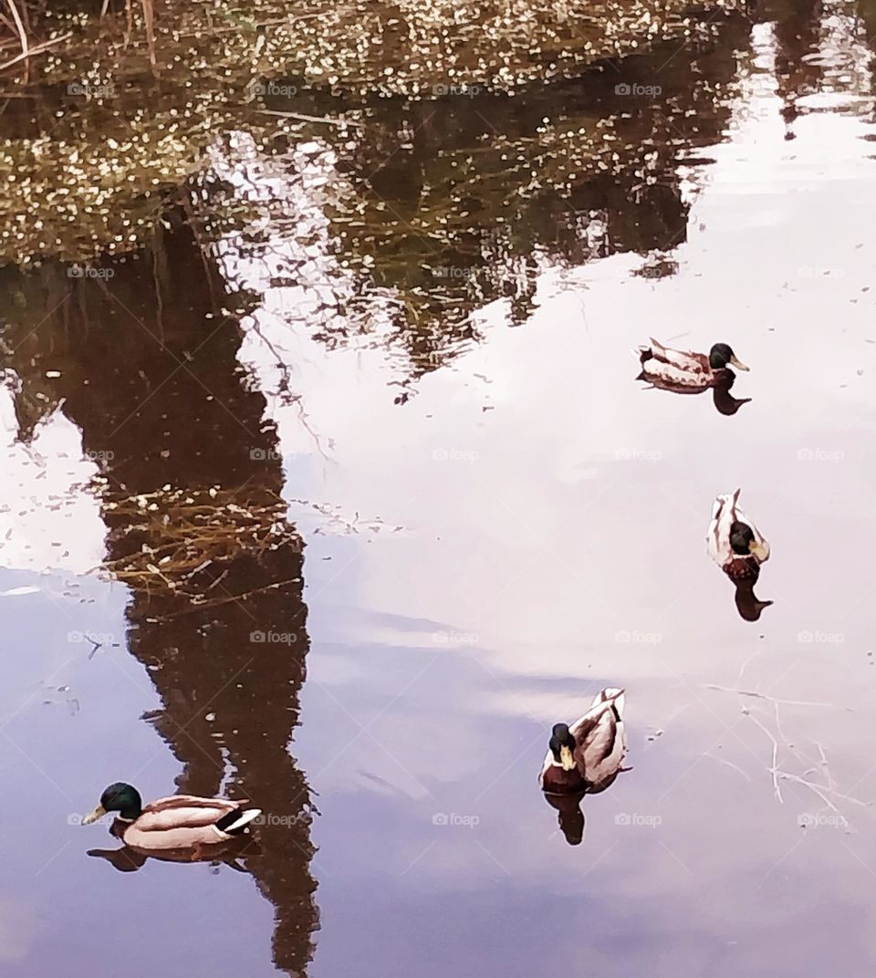 wildlife in the city: ducks