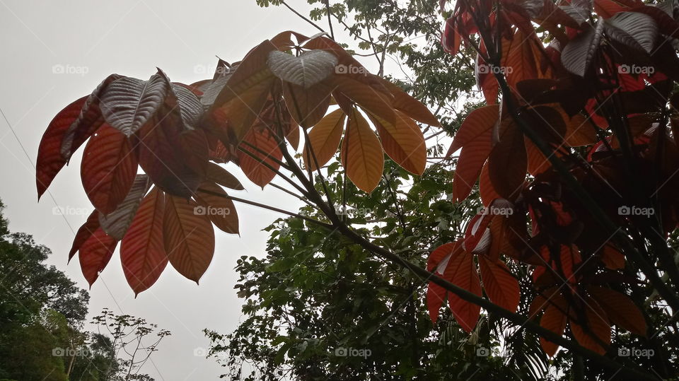 DAS NATUR, NATÜRLICHES LICHT, UMWELT, PFLANZENWELT, SONNENLICHT, BÄUME, BLÜTEZEIT, GUTES WETTER, HIMMELBLAU Haaallooouuu liebe freunde
Woooow! Wunderbar!!!👍👍👍💙
Ich gebe da 5 große sterne ⭐⭐⭐⭐⭐ warum habt Wunderbar ...