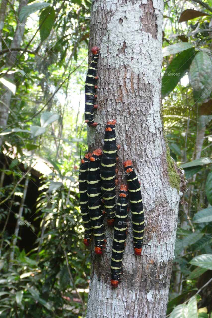 Caterpillars in the Amazon
