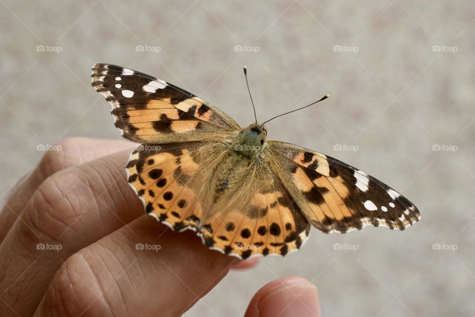 Beautiful butterfly sitting on a finger 