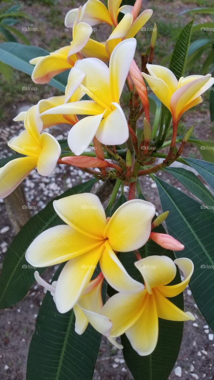 Our beautiful plumeria is in bloom