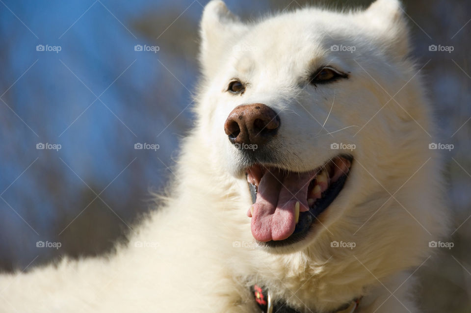 White Sheppard Samoyed Wolf