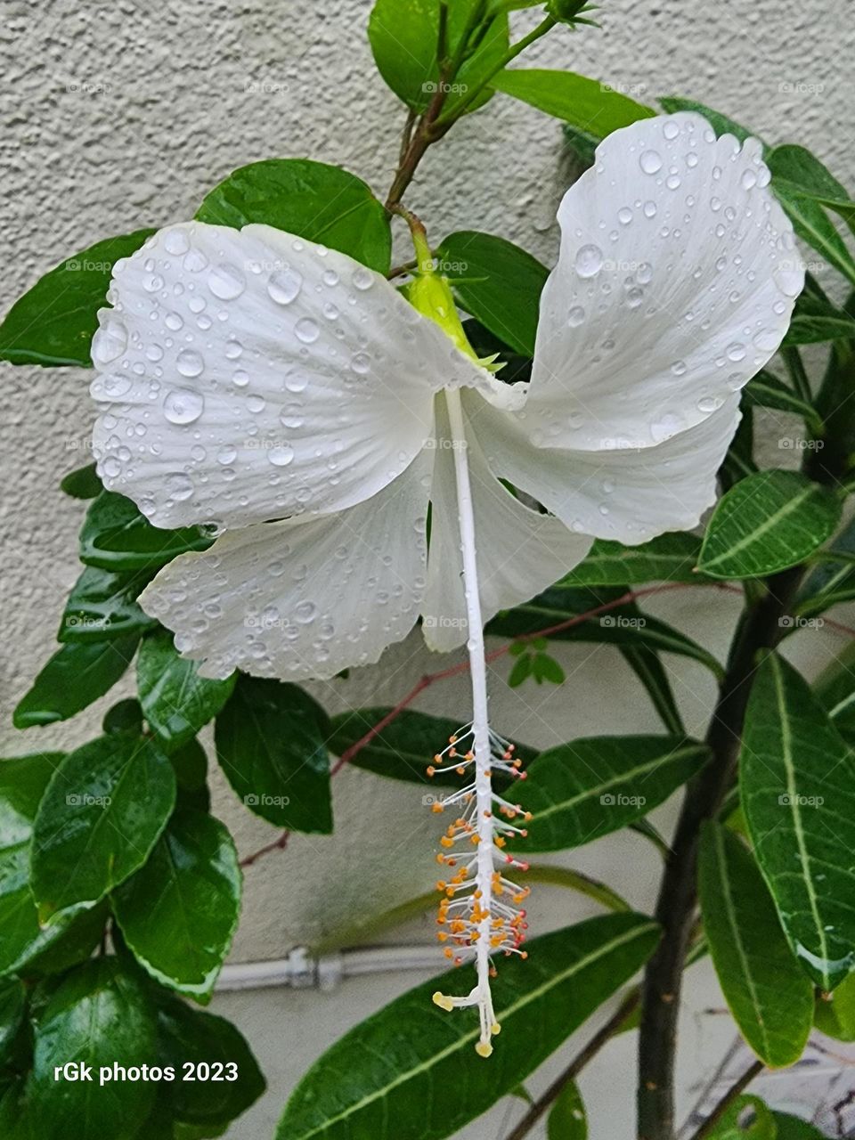 raindrops on my petals