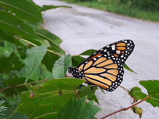 Monarch