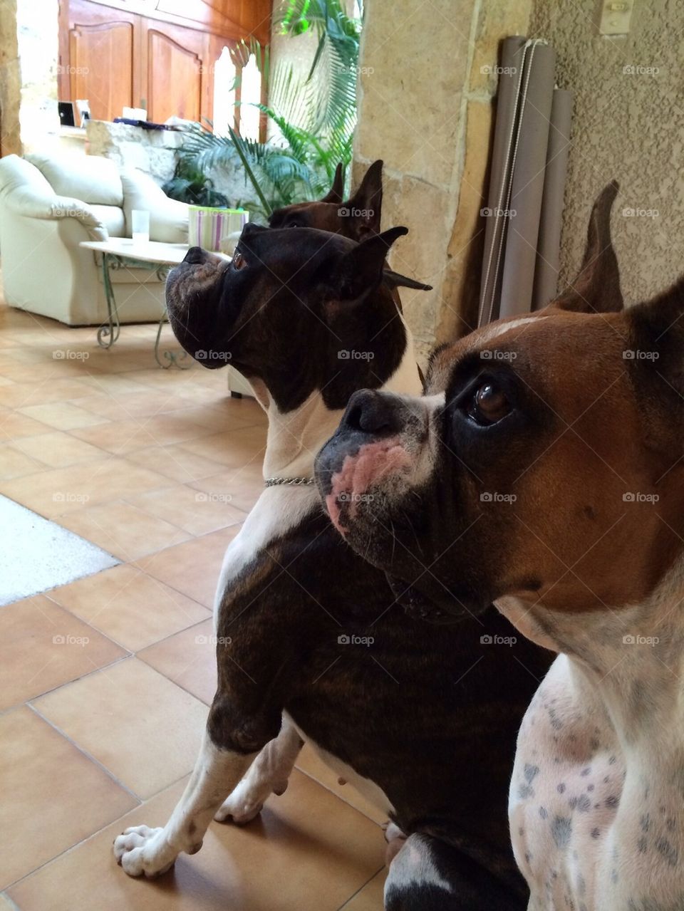 Three boxer dogs