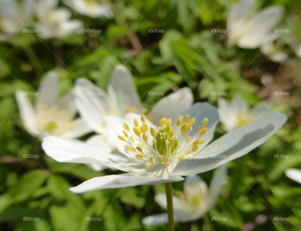 Anemones flower