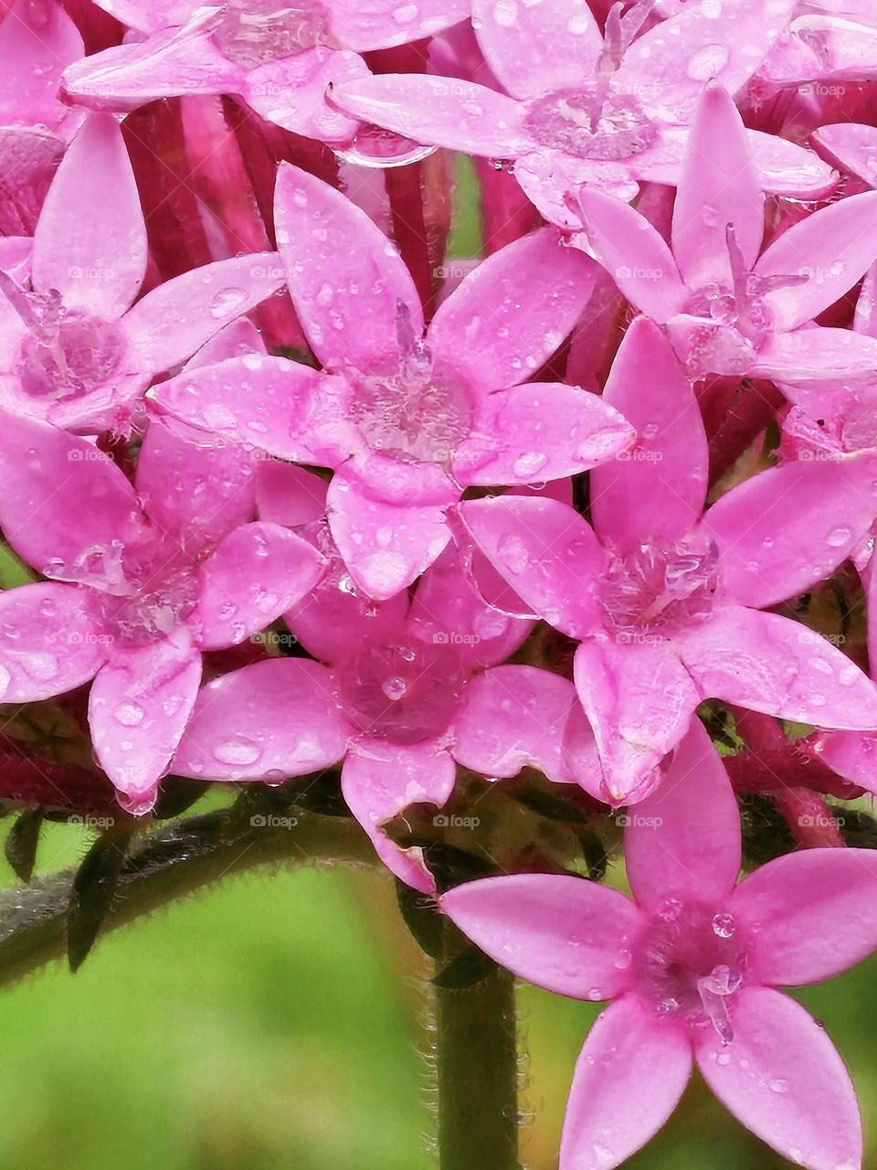 Urban natural pink Flowers in Hong Kong