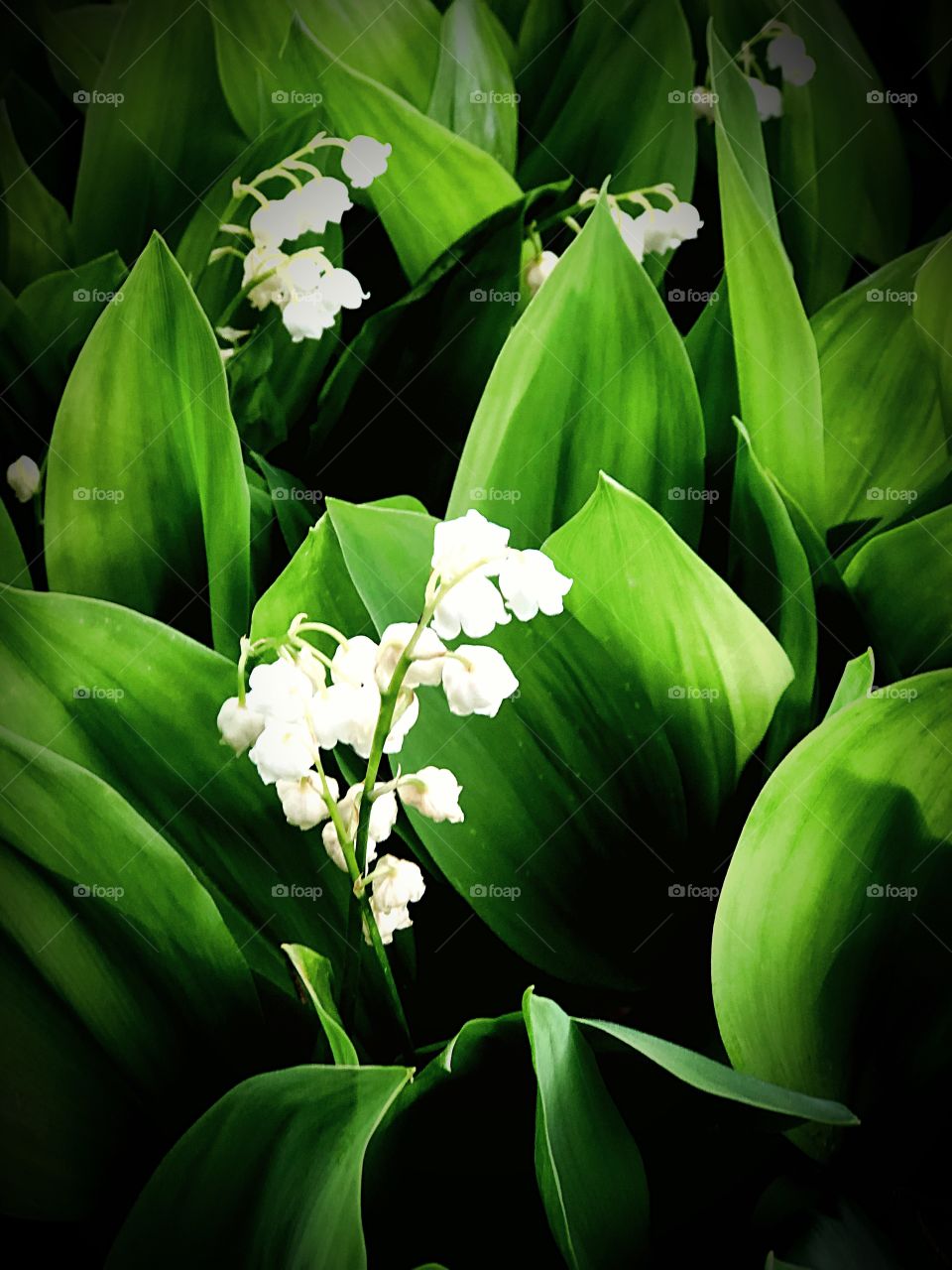 Lily of the valley