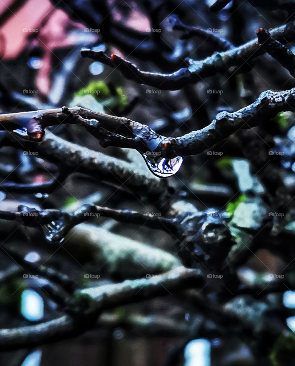 Water droplets on a bush