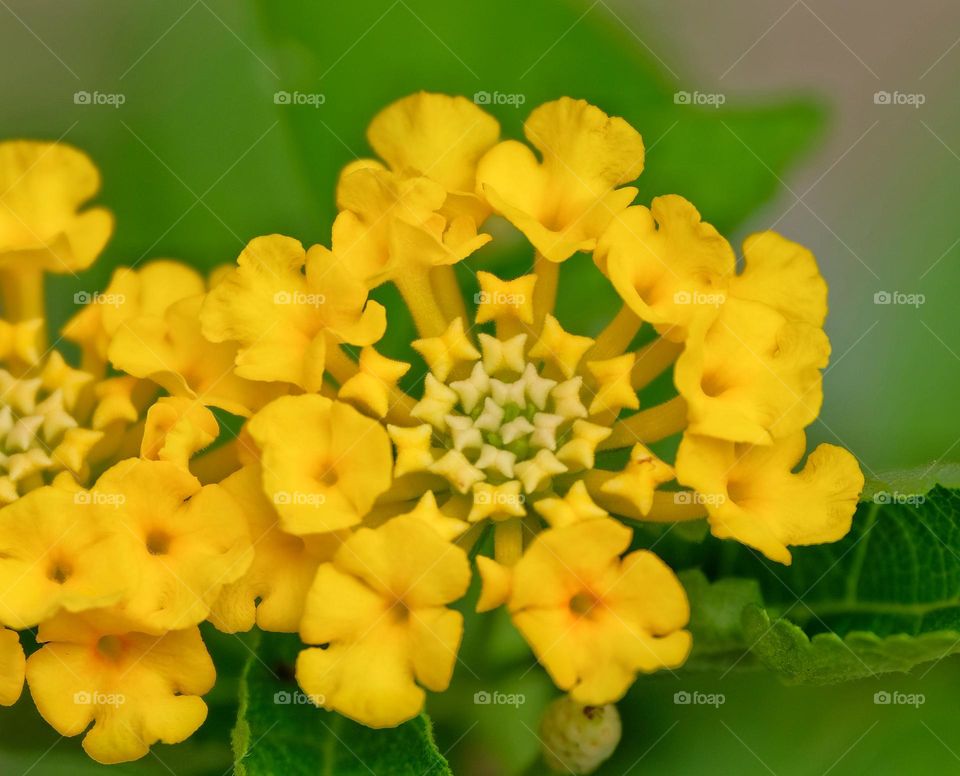 yellow flowers
