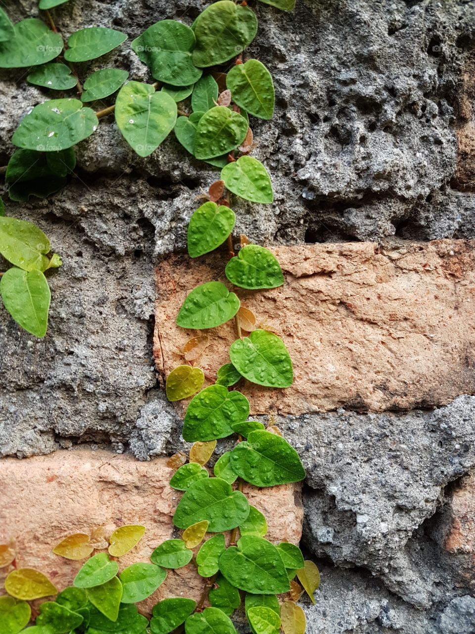 Wild Leaves on the Wall