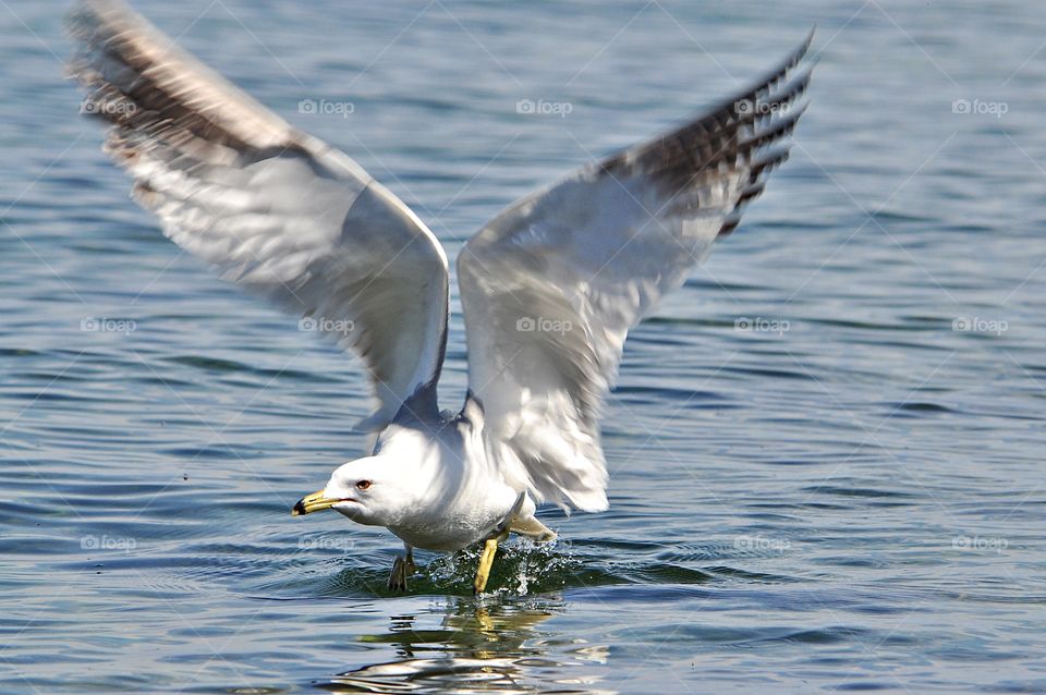 Landing Seagull