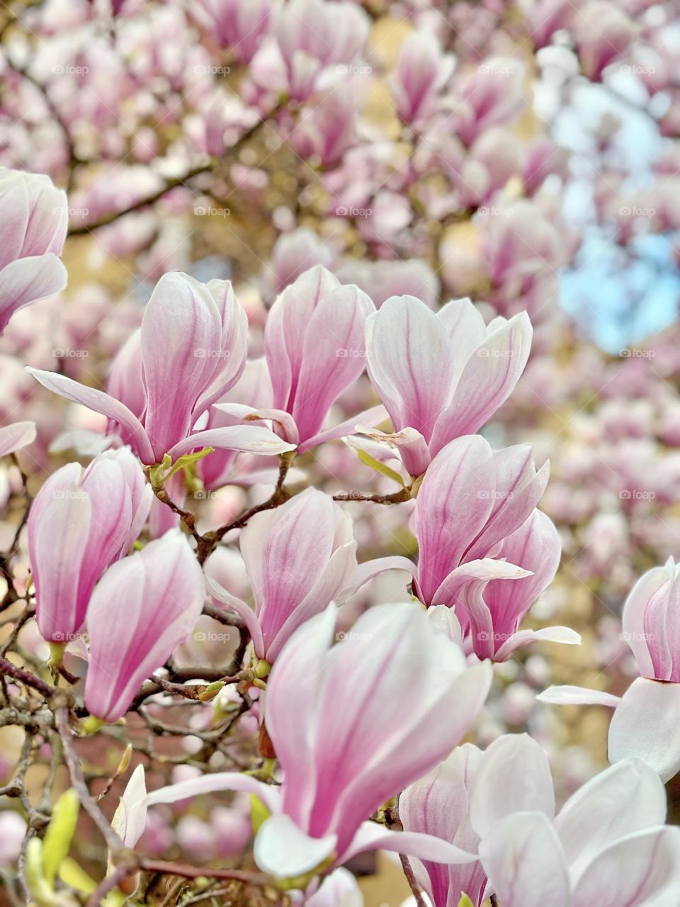 Blooming magnolia flowers 