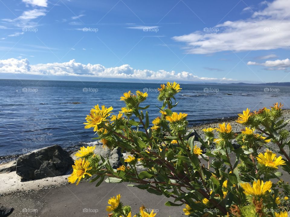 By the coast on Victoria, BC