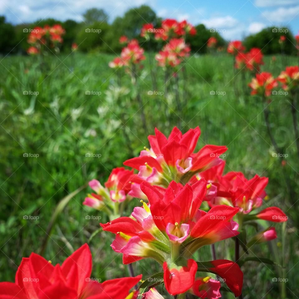 indian paintbrush