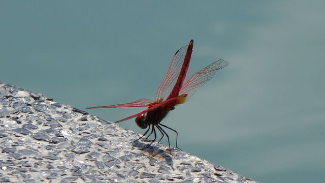 Dragonfly 