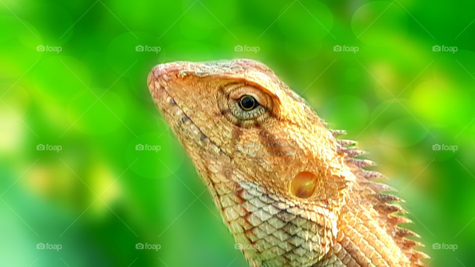 tree lizard