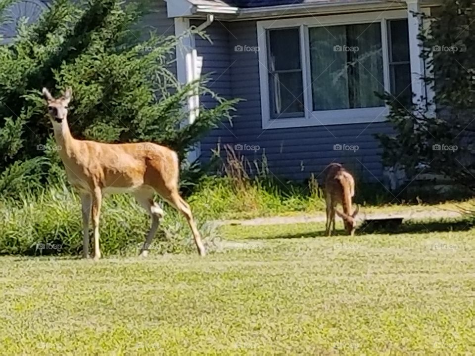Deers hanging out side in the front yard in New Jersey