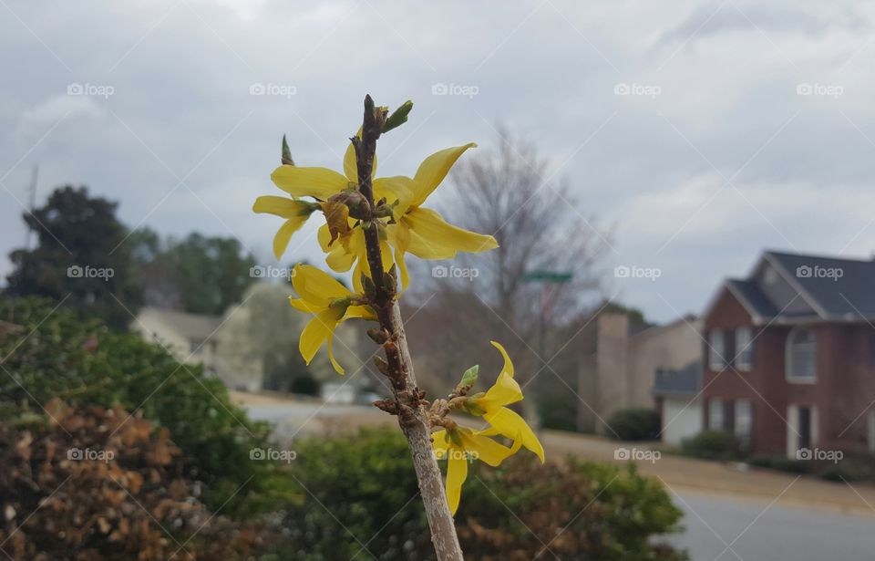 Flowers