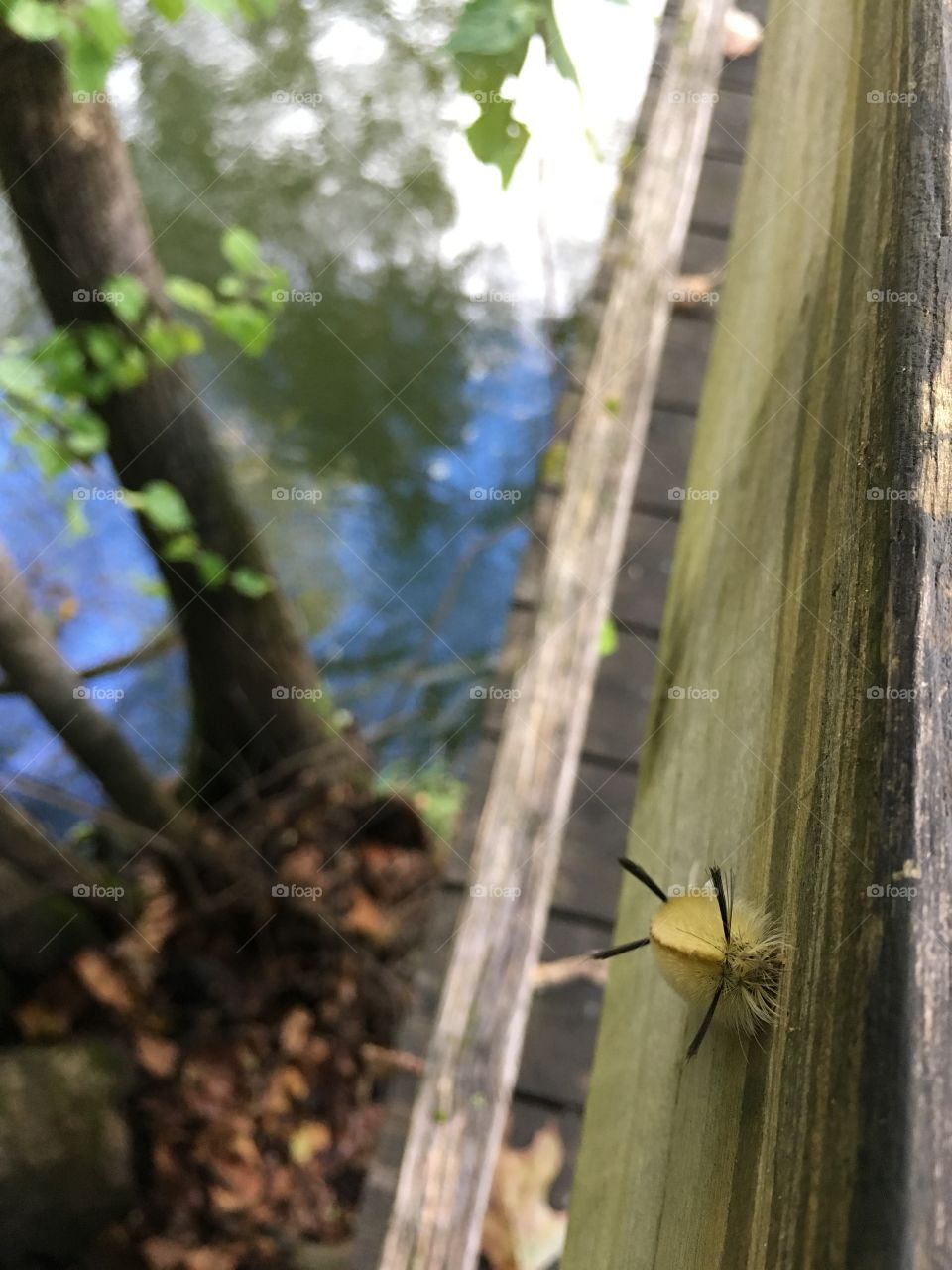 Caterpillar on bridge