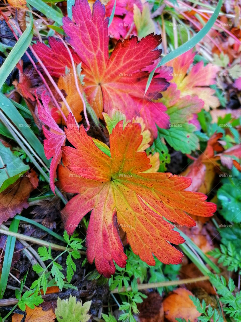 Looking at the ground! Now there are stunning colors in the autumn landscape!
