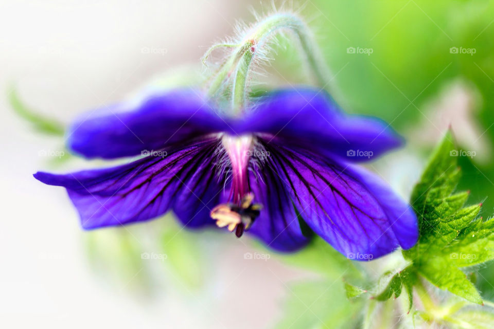 Extreme close-up of blue flower