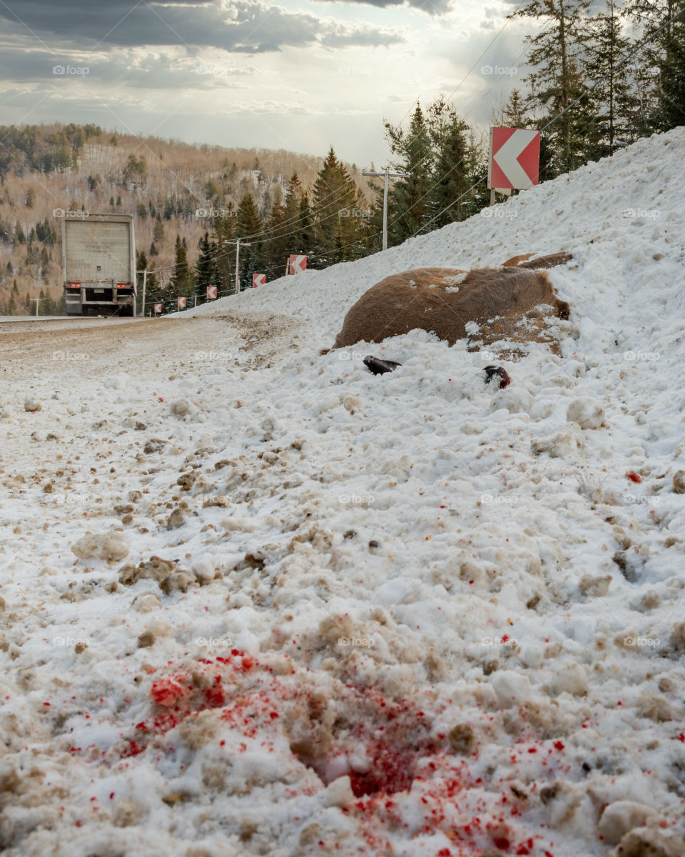 Dead deer in snow on the side of the road, hit by truck, during winter, Canada