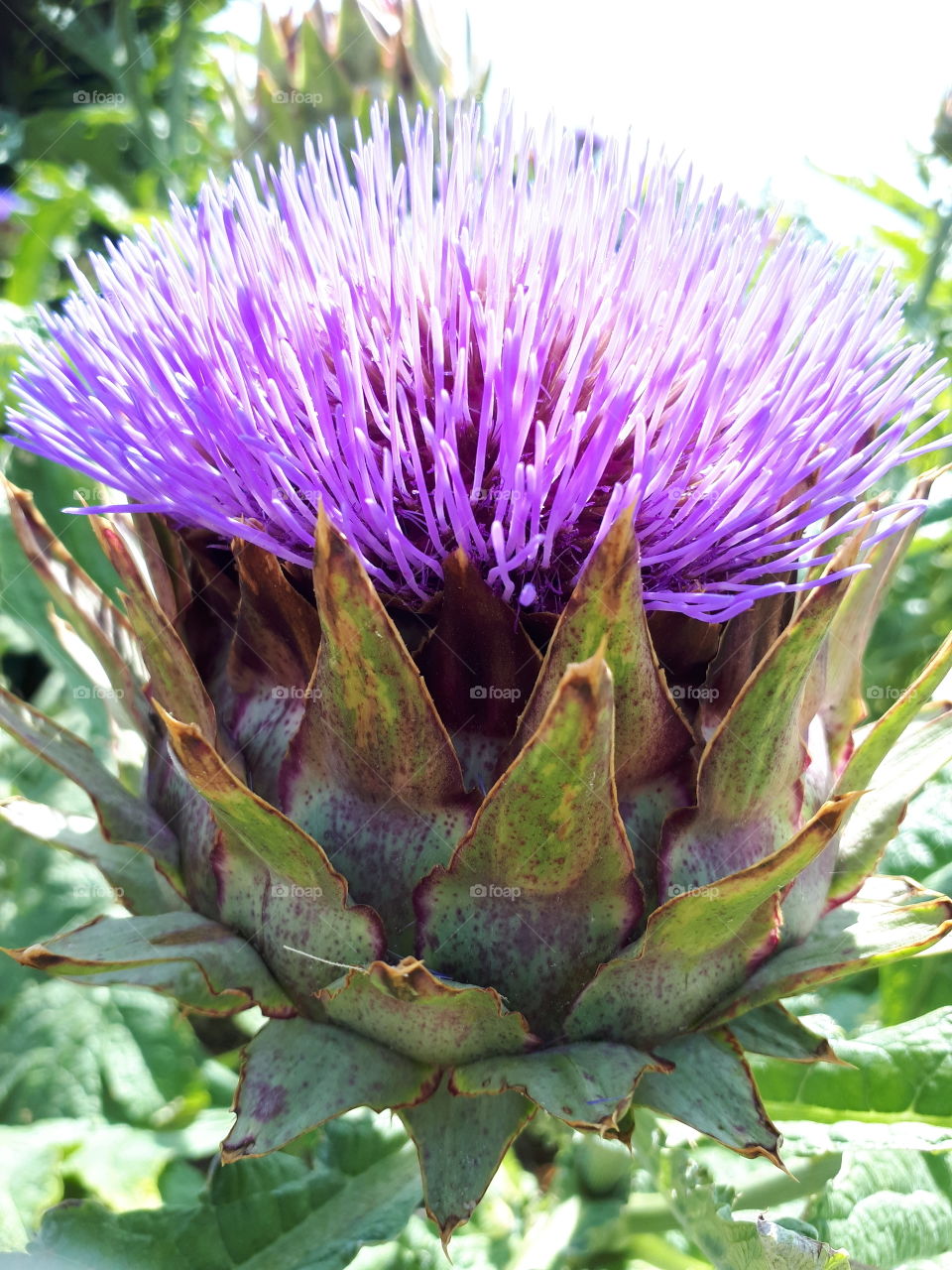 Large  Flower