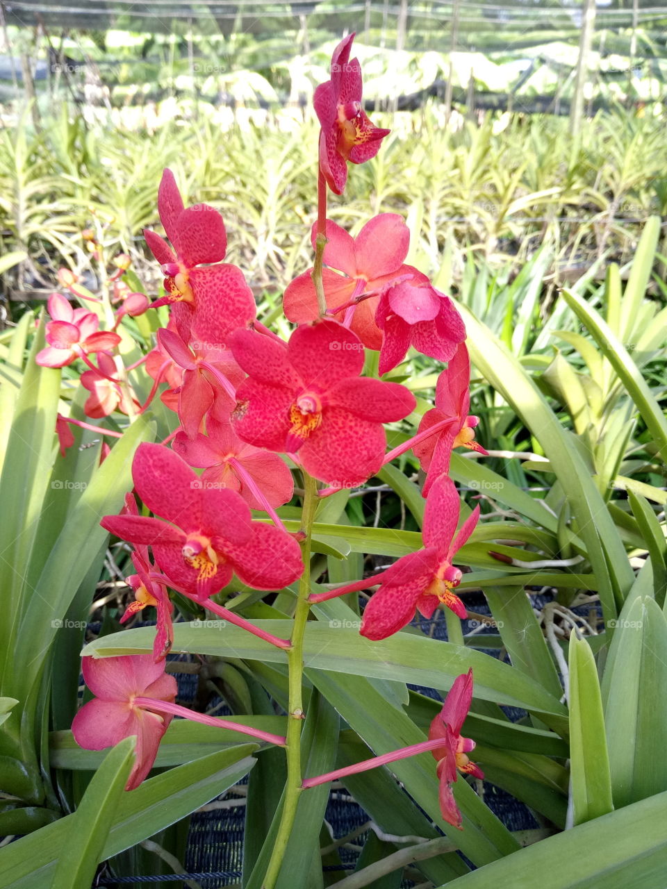 Red orchid. 