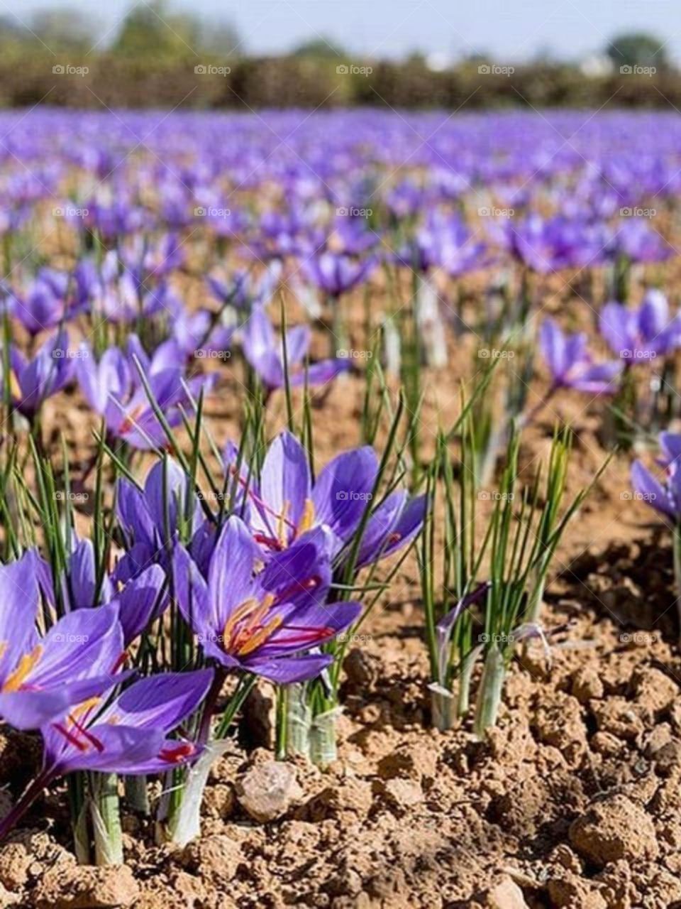 Beautiful Saffron flowers