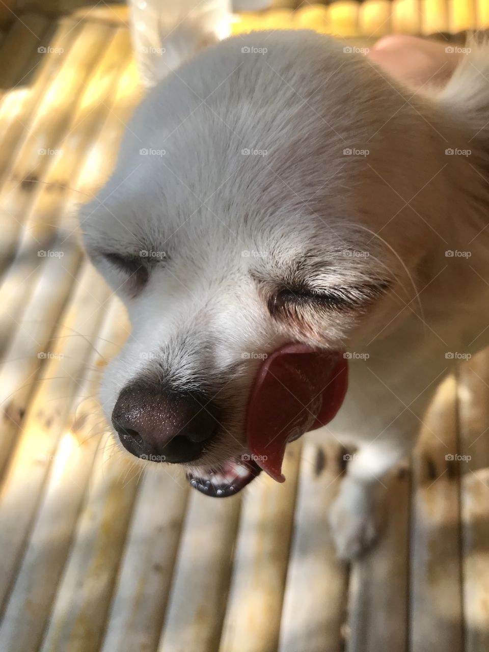 Funny pup. My dog os my best friend. 