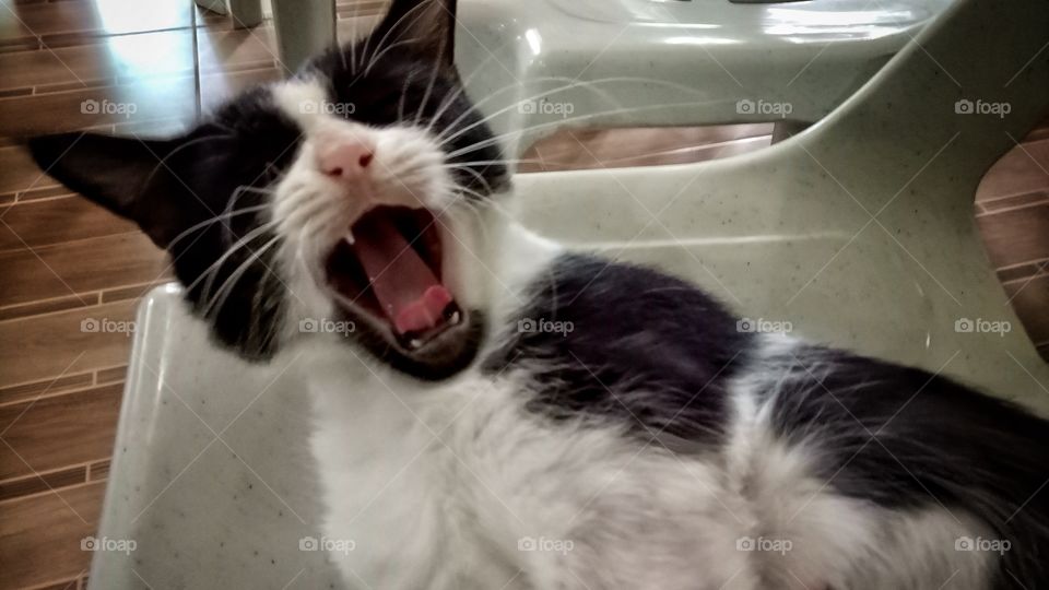 A black and white cat yawning, sleepy, drowsy, lying in the white chair. Animals.
