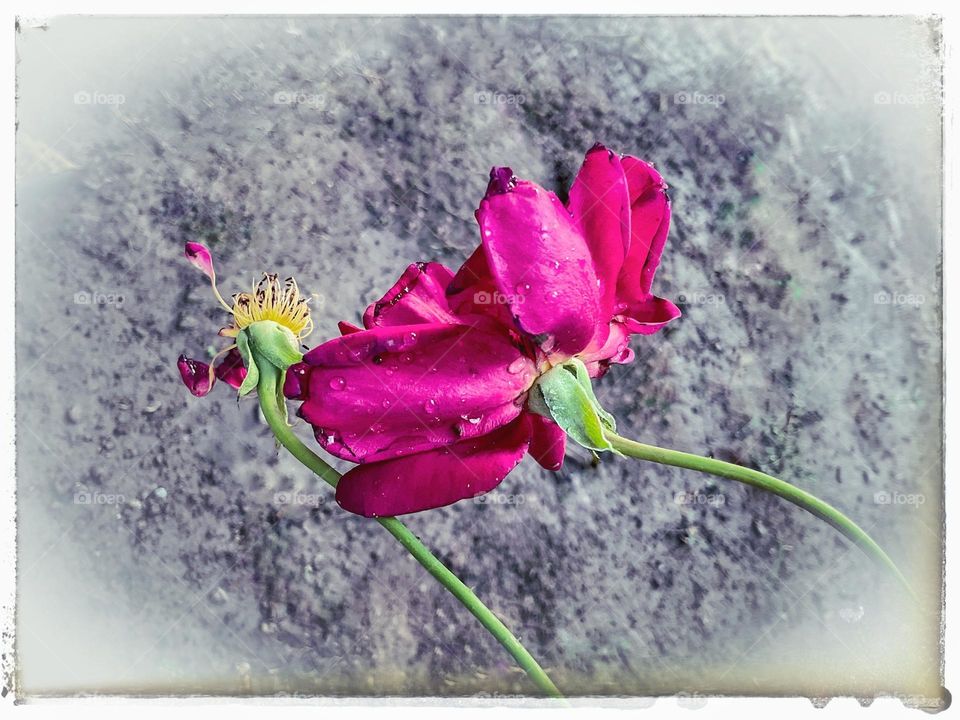 mobile series:plants