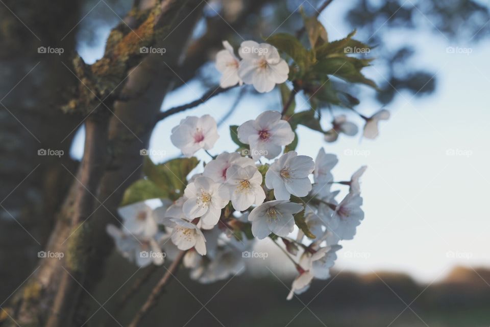 Cherry blossom tree