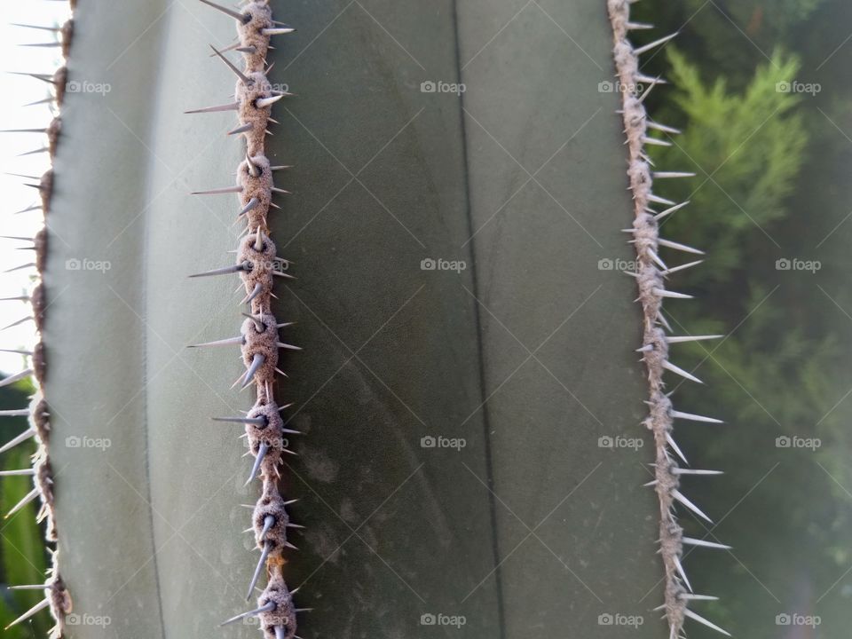 cactus close-up