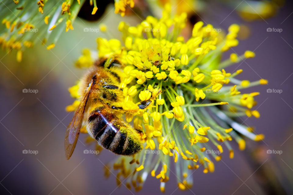 Bee on willow flower