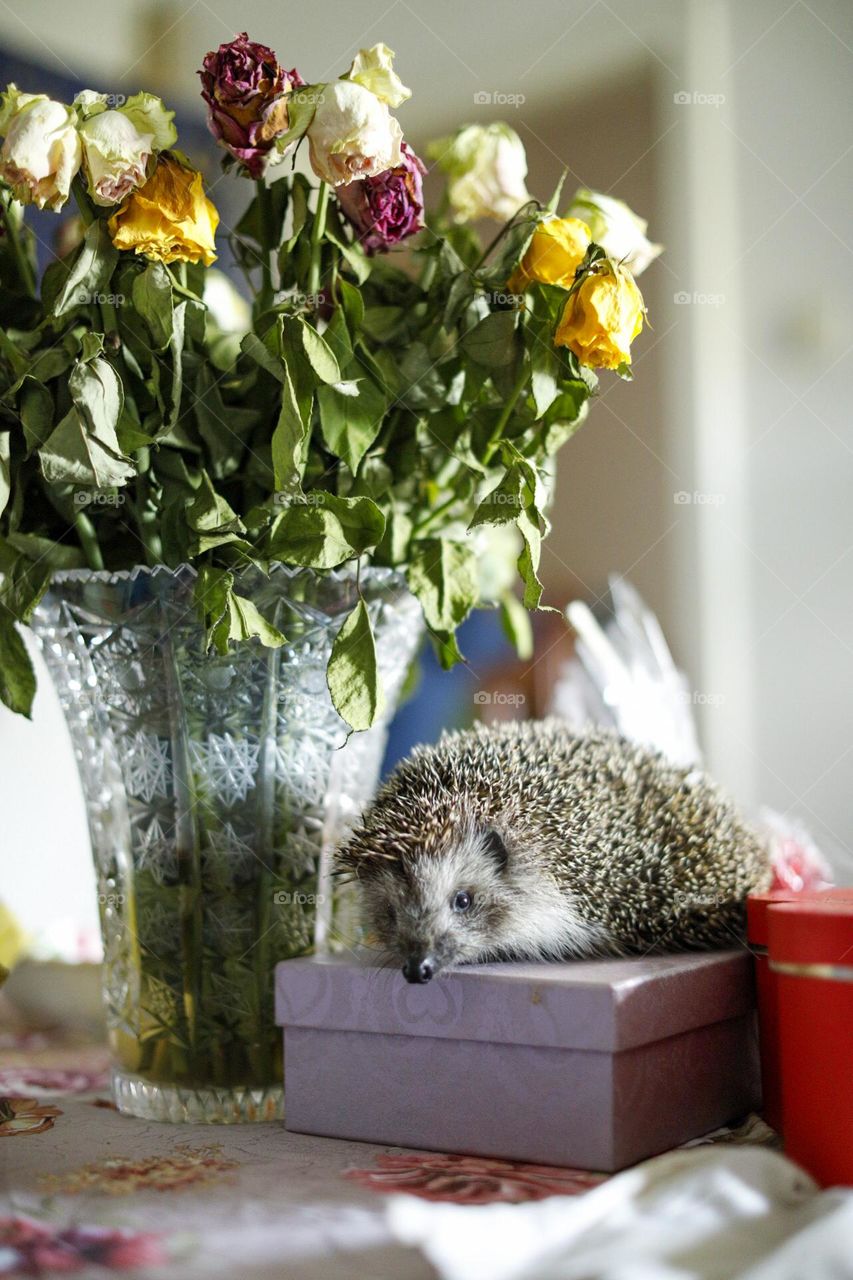 Easter hedgehog