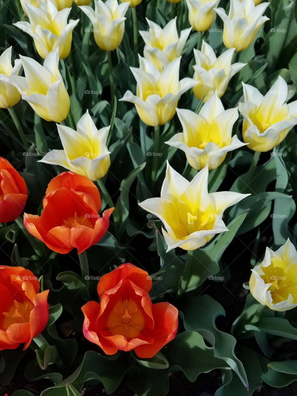 Washington Park Tulips