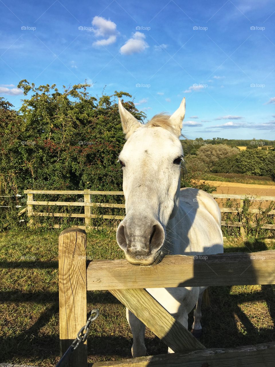 Horse paddock in the English Countryside