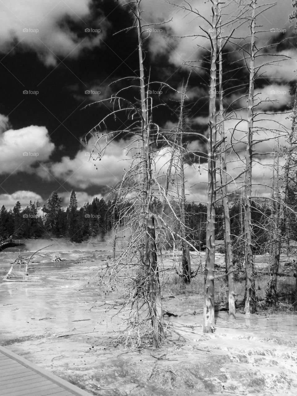 Yellowstone. Geyser landscape